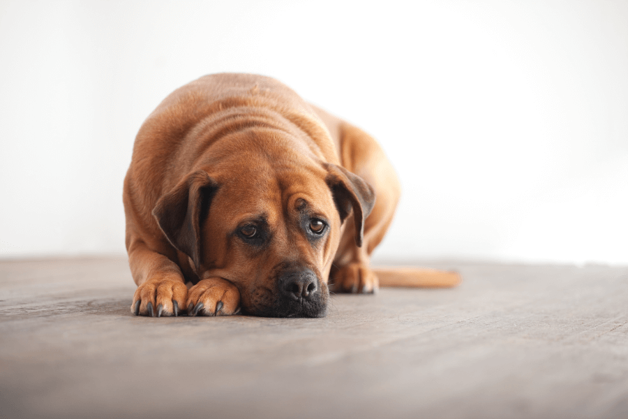 犬が首輪を嫌がる・怖がる・元気がなくなる原因とは？