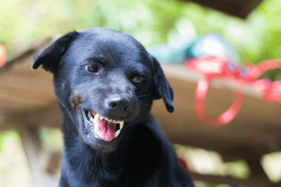 犬がリードを噛む理由とは?