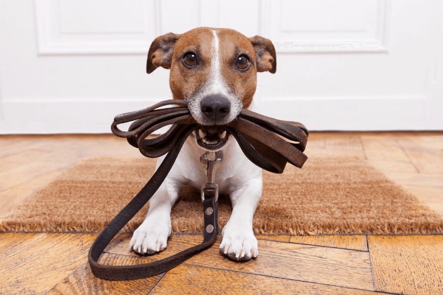 犬のリードの長さは法律で決まっている?