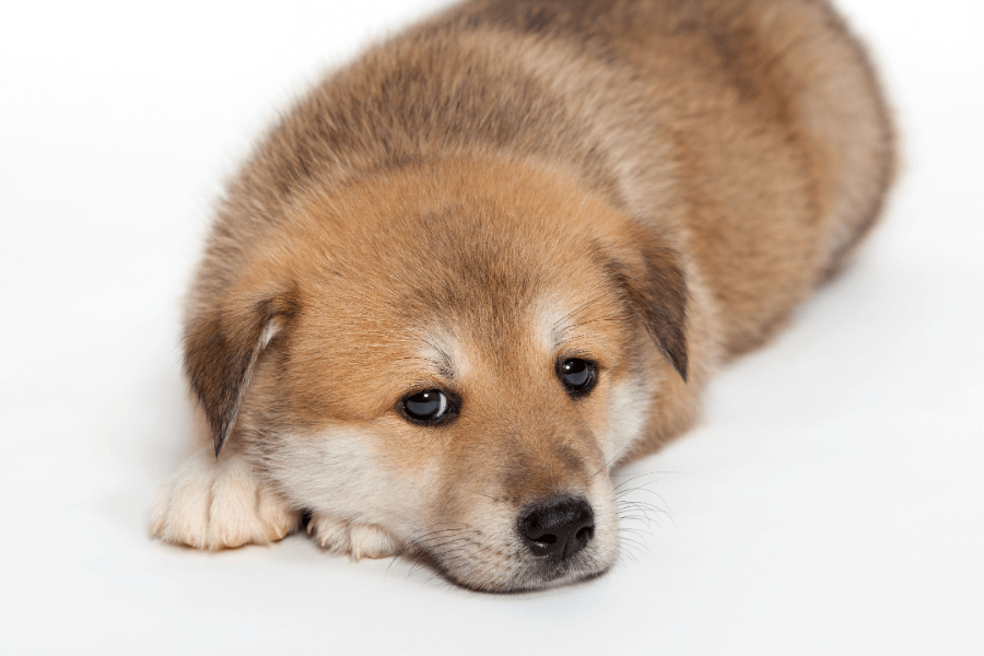 首輪は犬の首に負担がかかる?